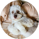Susan Larson profile picture